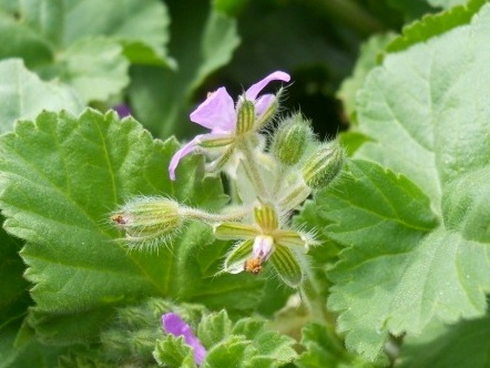 Erodium malacoides